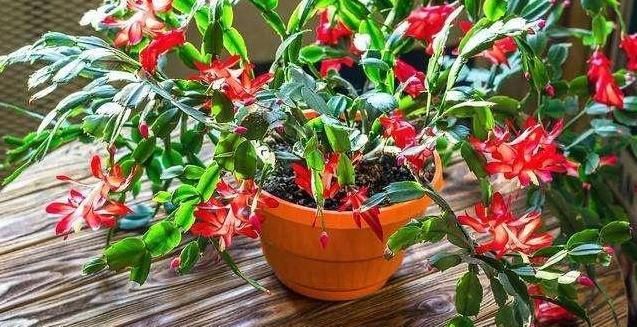 「营养」想要扦插的花卉,成活率高,就要多喂它生根粉末,简单易得营养足