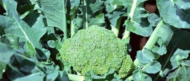  『选择』西兰花种植难题多？注意这四点很重要！