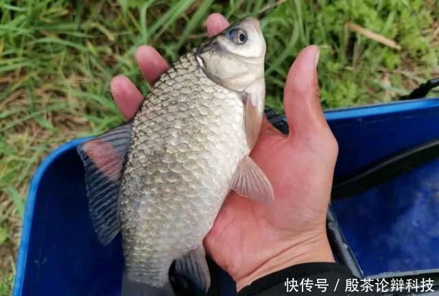  『鱼竿』野钓4小时无口，本以为要空军而归，鱼竿收到一半却中获大板鲫