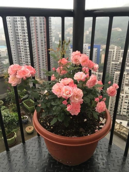  「优美」养花就养此款小花，花色鲜艳，花形优美，耐旱又耐寒，花开不间断