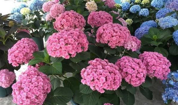  『盆栽』盆栽4种花卉植物,到5月就搬回屋,可避免叶片、花苞哗啦啦掉