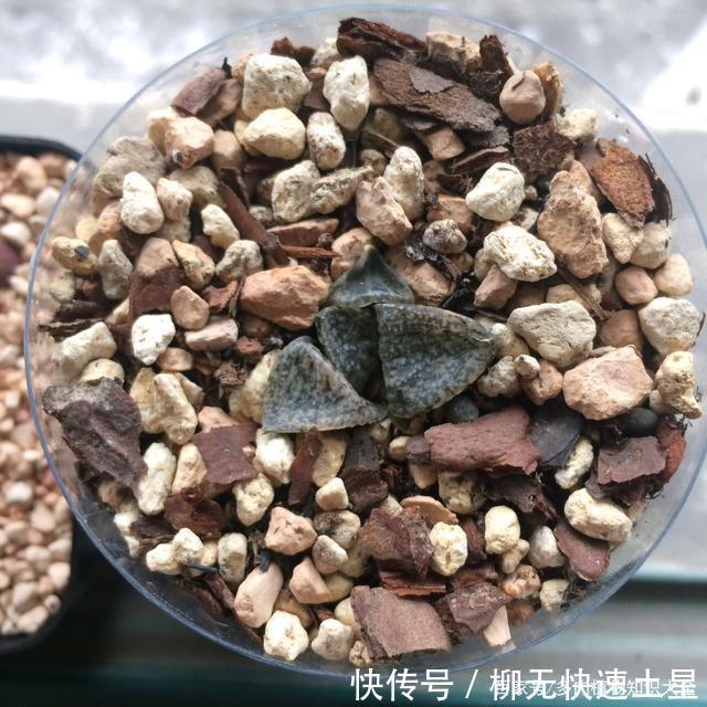 『植物』春天买的多肉植物们,花了几百块,不知道亏了吗