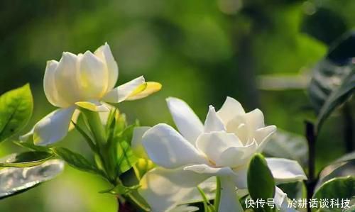  【栀子花】想让栀子花长得旺？做好两件事，顺利开出大白花，人人看了都羡慕