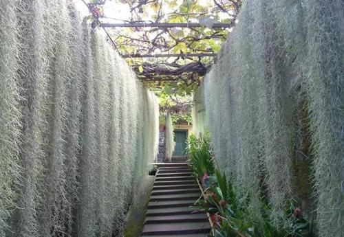  附生植物：植物能“自由”成什么样？教你几种“不要土”的附生植物...