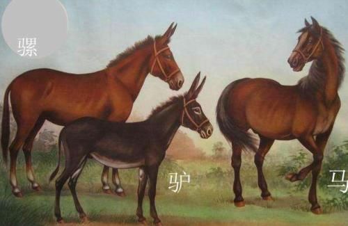  「染色体」为什么骡子不能生育？看看马和驴都做了什么，难怪如