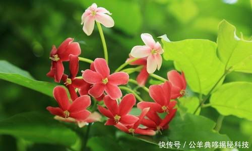「郭使君」名字好听的3种花,使君子、紫鹅绒、?风铃椒,都见过的人不多