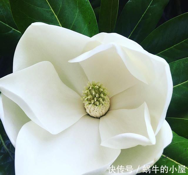  『玉兰』枇杷树上开出白荷花？这个高洁芬芳的花朵，原来是荷花玉兰呀