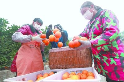  「福建医疗队」宜昌秭归送来二十吨“长江最甜的橙”