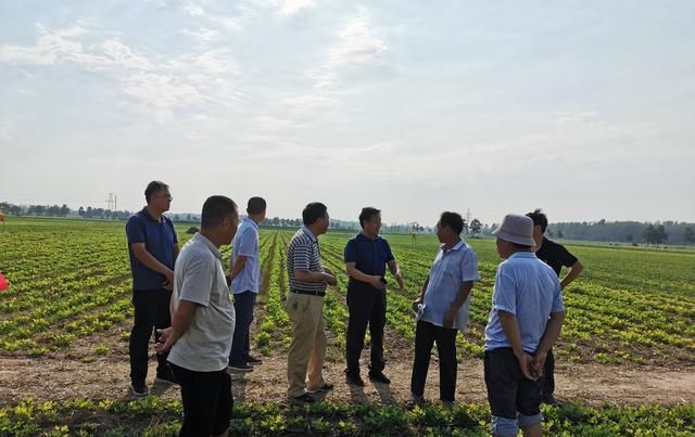  『要充分利用』河南春播花生种植指导意见