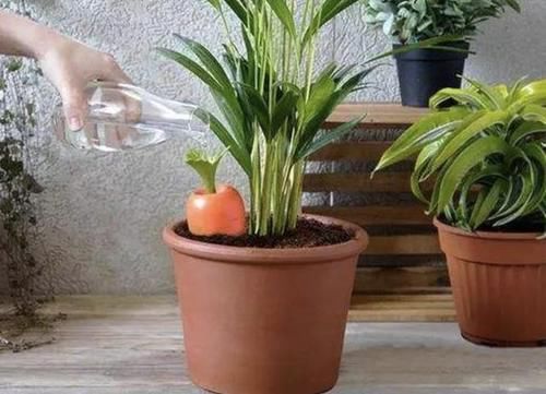 养花:想在南阳台养花,将“3个秘诀”掌握好,阳台成“花海”,美!