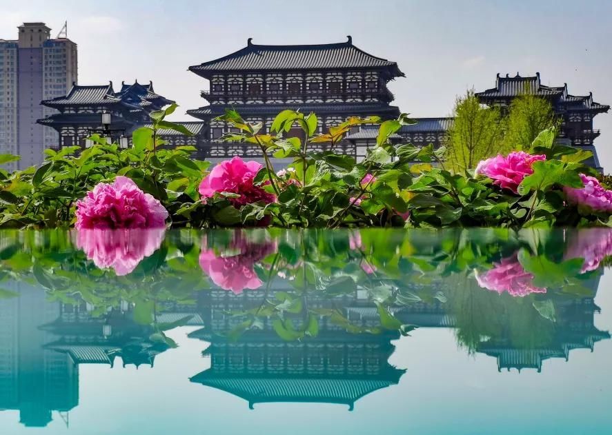 『牡丹公园』洛阳免费的赏牡丹地方，收藏起来来约吧