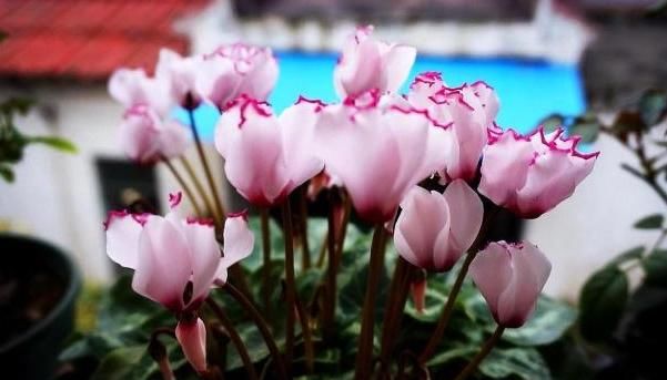  「花卉植物」养仙客来有“技巧”，做好这“4点”，花枝“蹿不停”，多开1季！