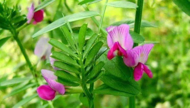 「野豌豆」这种野生豌豆堪比山珍,掐点嫩芽唇齿留香,揪点种子自家就能种