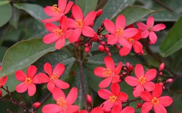  琴叶珊瑚■养种“日日樱”，花朵“红如火”，花多开成球，一年四季赏花不断