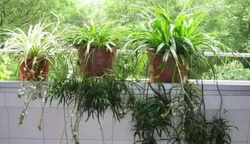  『呼呼』此种植物常见黄叶干尖，浇上一种水，匍匐茎蹭蹭长，呼呼变成瀑布