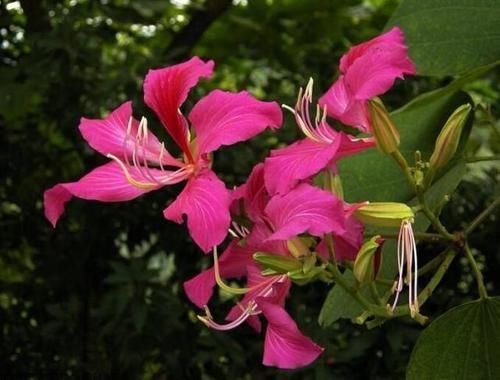  『观赏树木』红花羊蹄甲是美丽的观赏树木，花大，紫红色，花香