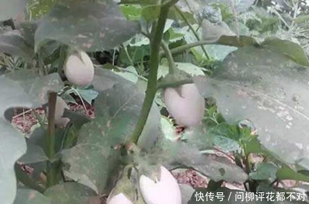  『种植物』像鸡蛋的“茄子”，被称为“白蛋茄”，阳台种植2盆，采摘一筐！