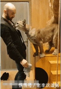 美洲狮咬坏东西被爸爸一通训斥,接着它就扑到