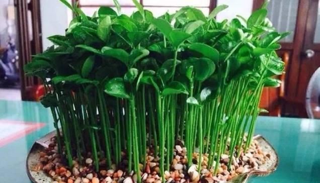  『盆栽水果』吃剩的菠萝头，泡一泡，又结小菠萝，耗费2年，值不值呢