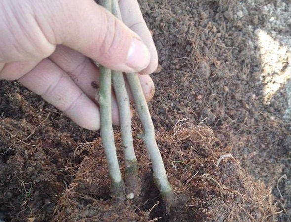  [枝条]3根茶花小苗绑一起,枝条成倍长,又粗又壮