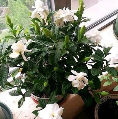  「软肋」栀子花“黄叶”毛病多？避开2个软肋，随随便便养活，绿叶满盆花