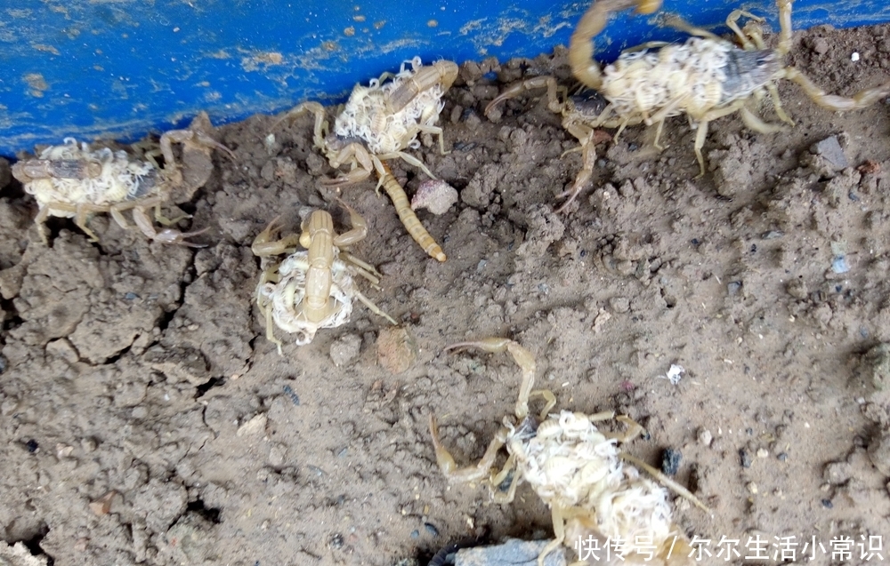 很多人都在养蝎子，为什么那么多人养蝎子会失败？