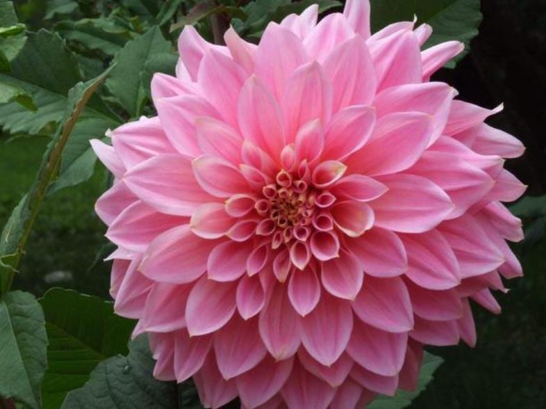 「适合」“4种花”最好养,半月浇水一次,花开压弯枝头,适合新手养!