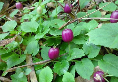  「其当」农村这种野果似小茄子，农民常将其当杂草除掉，殊不知可入药