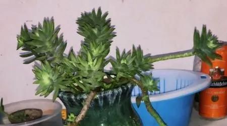  『千佛手的叶』多肉植物千佛手爆侧芽方法技巧