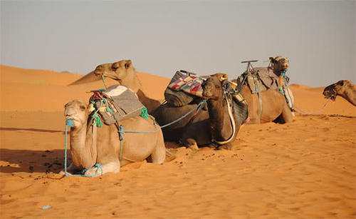 世界第一大沙漠，足以覆盖美国全境，面积仅次于南极洲