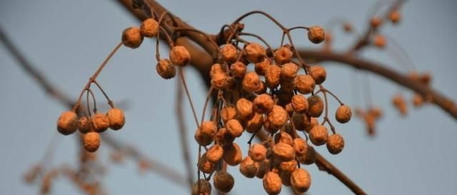 果实|楝树，原本农村很常见的一种乡土树种，为什么现在越来越少