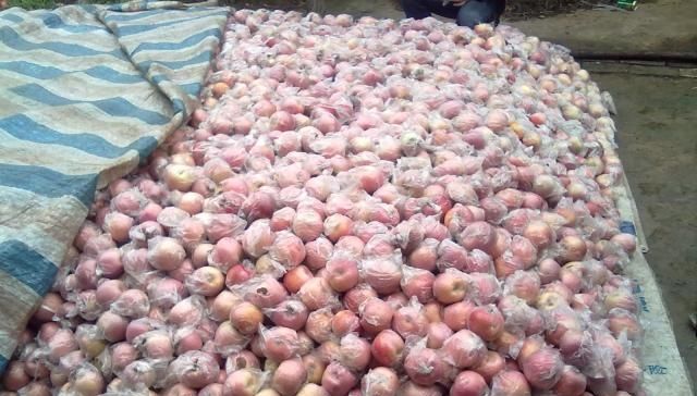  「秦观」结果特别多，个个长不大，收购价2毛一斤，全当贱果卖