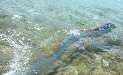 游客在海上发现深海“白龙王”，它出现常伴随着地震