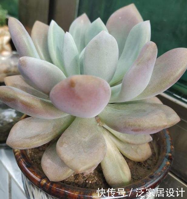 口诀:给多肉浇水的口诀:一看、二摸、三观色,弄懂了轻松搞定盆栽