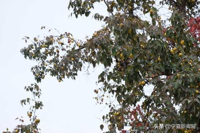  中卫@蔫在枝头，烂在地里！中卫南长滩千亩经果无人采摘，自生自