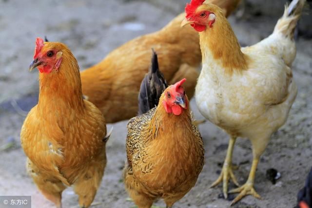 有人说十年鸡头真的胜砒霜,是不是真的?_【快