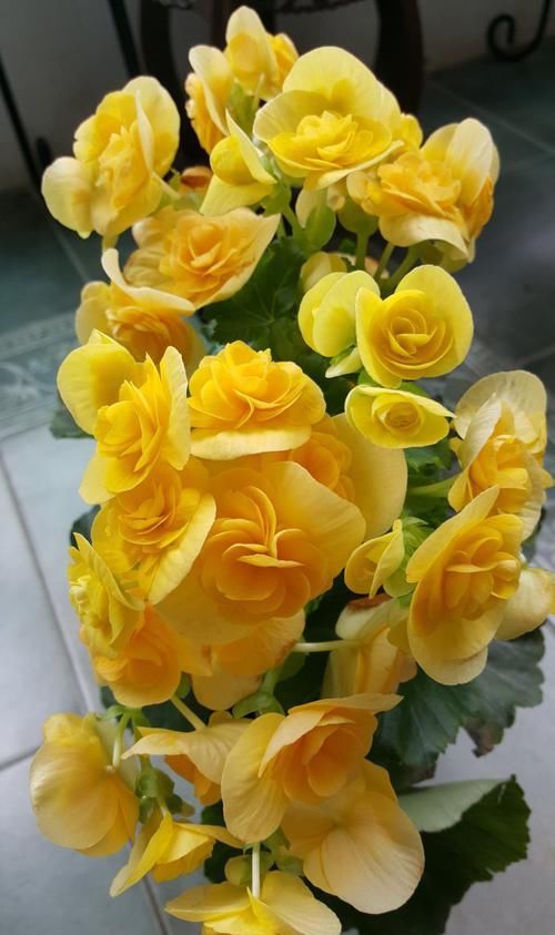  艳丽：娇贵难养的丽格海棠，只要做到这几点，保准枝叶翠绿、花色艳丽