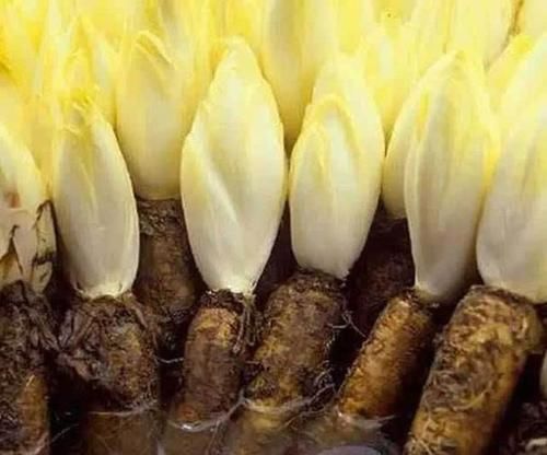 「金玉兰」在家栽培这种“黄金菜”,“1小筐”长出90斤,60天收获一次!