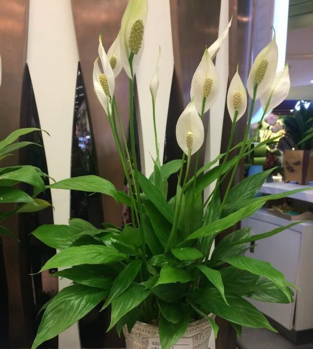  「家里」3种花，名字很“吉利”，最适合养家里，心情好，日子顺