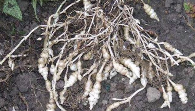  「宝塔菜」农田里，生长着1种“杂草”，人称“地环”，1公斤“7