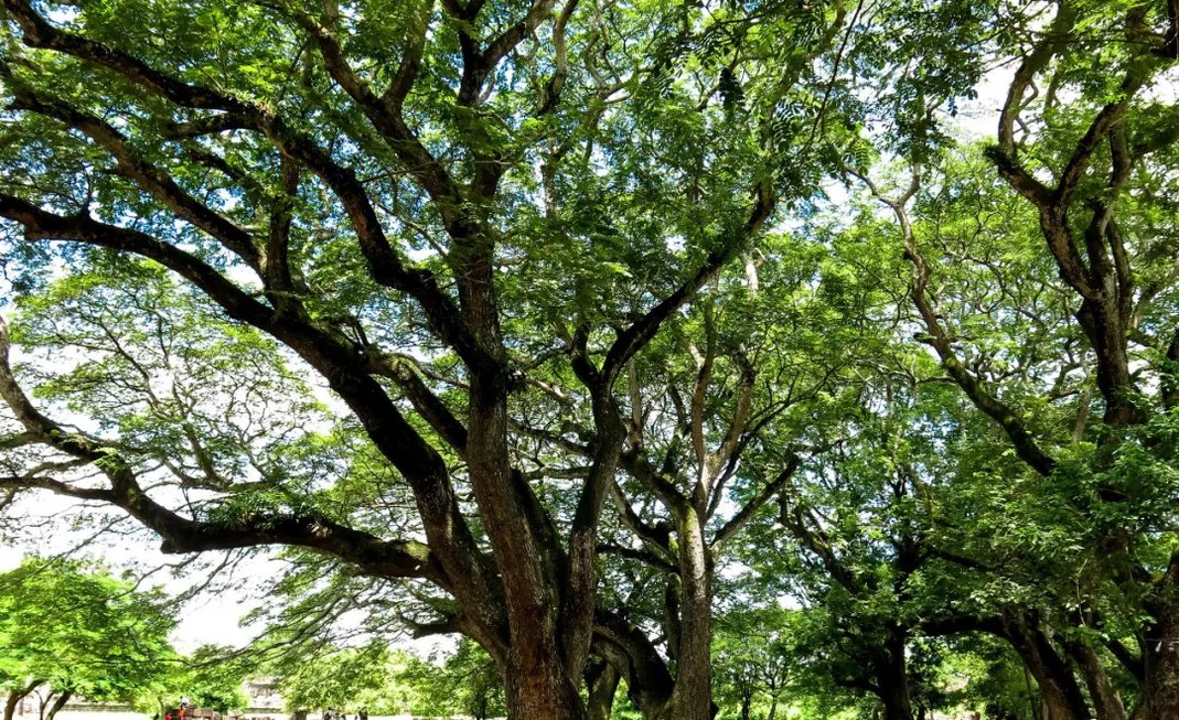 想看美景，想探险？这个2亿人口的大国，将要对中国免签了！