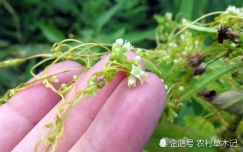  [除掉]此物常被农民除掉，殊不知，当今价值极高，你们认识吗？