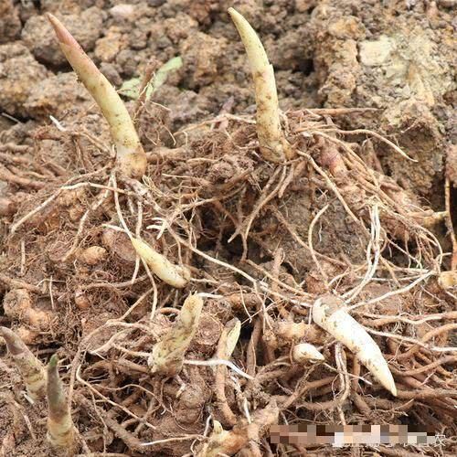  「种植阳荷」种一次可收三年，产量一年比一年大，市场5元一斤，