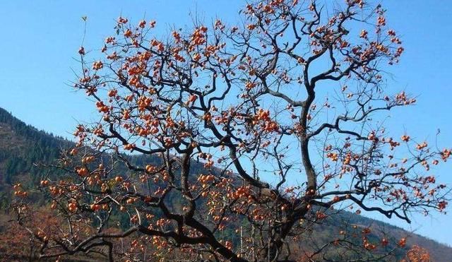  对柿子树进：黑龙江省西部适合栽培什么品种果树？