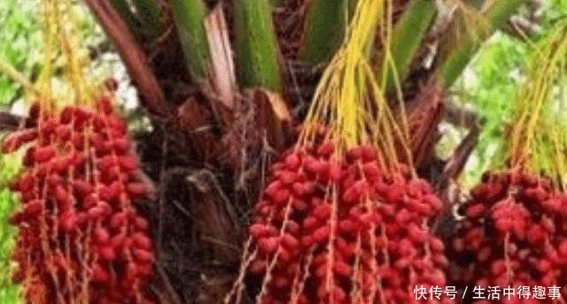  「发现」沙特是典型的“土豪”国家，在发现石油之前，他们是靠