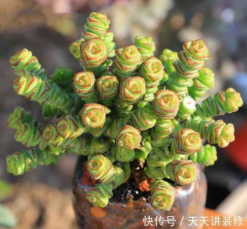 「家里」3种多肉植物,养在家里,旺财寓意好,值得拥有!