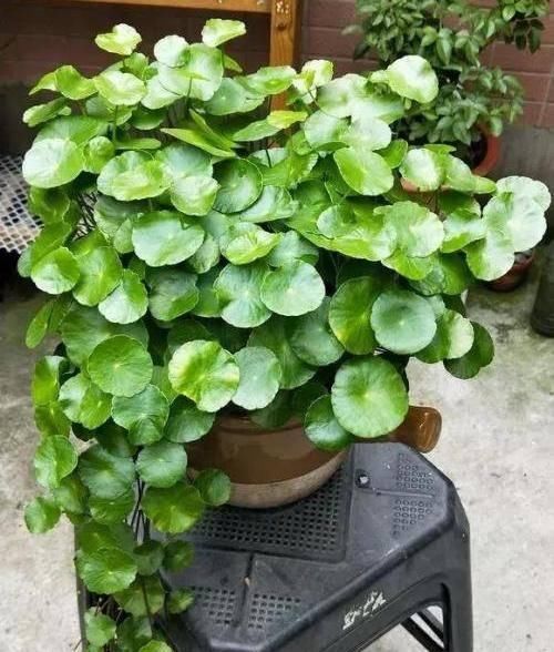  铜钱草■这2种绿植，找一个玻璃瓶就能养，3个月长满瓶，绿油油清新养眼