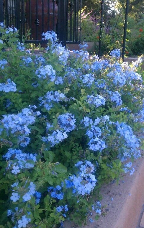  「想养」花园里种上“3种花”，清新又漂亮，看过了都想养，超级美！