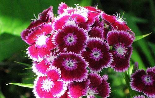  『石竹花』在家中养护花卉，就选择花量繁多，花期长，生长茂盛的花卉
