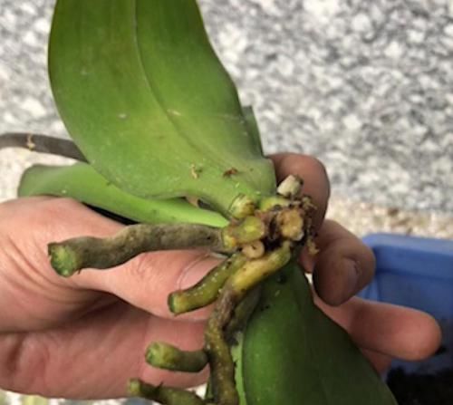  『腐烂的蝴蝶』蝴蝶兰出现腐烂的情况，剪掉一些，养一下就又能养出大粗跟！